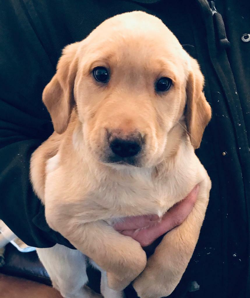 labrador puppies for sale on gumtree